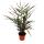 Alpinia luteocarpa - gingembre ornemental - moule gingembre - pot 12cm - hauteur 30-35cm