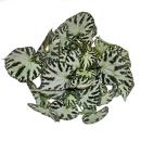 Leaf begonia "Silver Jewel" - royal begonia -...