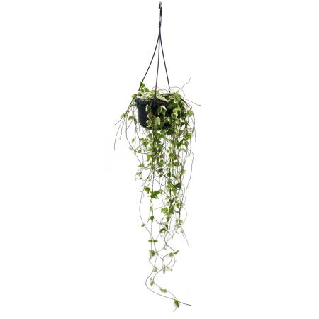 Zimmerpflanze zum Hngen - Ceropegia linearis - Leuchterblume - 14cm
