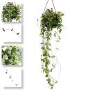 Indoor plant for hanging - Ceropegia linearis -...
