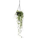 Indoor plant for hanging - Ceropegia linearis - candlestick flower - 14cm traffic light