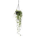 Indoor plant for hanging - Ceropegia linearis - candlestick flower - 14cm traffic light