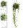 Indoor plant for hanging - Ceropegia linearis - candlestick flower - 14cm traffic light