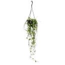 Indoor plant for hanging - Ceropegia linearis...