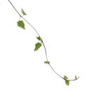 Zimmerpflanze zum Hängen - Ceropegia linearis "Merel" - Leuchterblume - 14cm Ampel