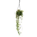 Zimmerpflanze zum Hängen - Ceropegia linearis "Remy" - Leuchterblume - 14cm Ampel