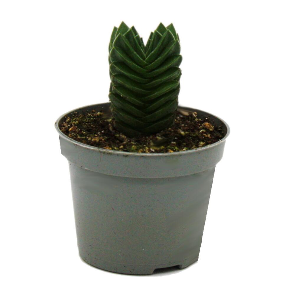 Succulent - Crassula Buddha's Temple - Mini thick leaf - 6cm pot