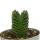 Succulente - Crassula Buddhas Temple - mini feuilles épaisses - pot de 6cm