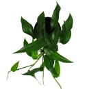 Epipremnum pinnatum "Blue Form" -...