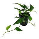 Epipremnum pinnatum "Cebu Blue" - blue-green ivy - 12cm pot
