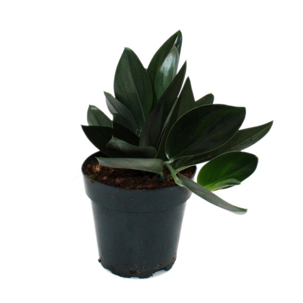 tropische farne kaufen Farn Set Klein - Terrarienpflanzen Set 9,99