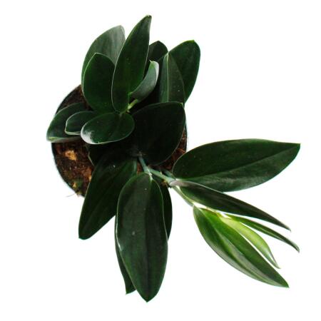Scindapsus treubii "Dark Form" - schwarze Efeutute - 12cm Topf