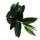 Scindapsus treubii "Dark Form" - lierre noir - pot 12cm
