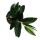 Scindapsus treubii "Dark Form" - black ivy - 15cm pot