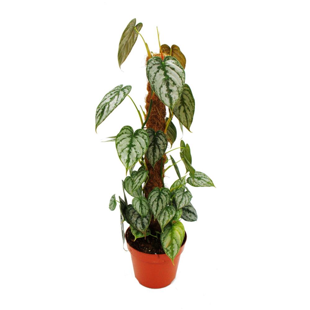 Philodendron brandtianum - Silberblatt - Baumfreund - 17cm Topf am Mo