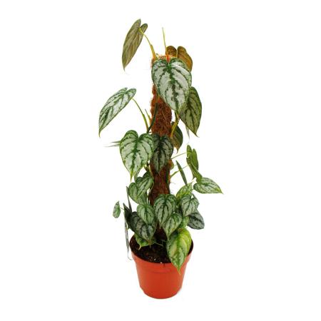 Philodendron brandtianum - Silberblatt - Baumfreund - 17cm Topf am Moosstab