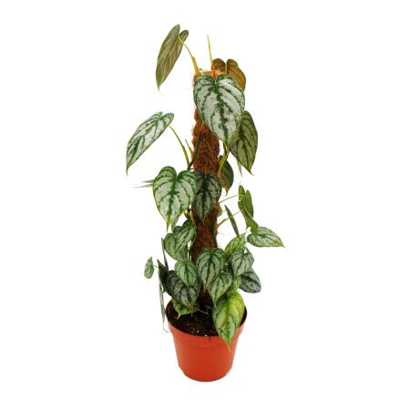 Philodendron brandtianum - feuille dargent - ami des arbres - pot de 17cm sur bâton de mousse