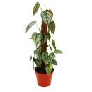 Philodendron brandtianum - silver leaf - tree friend -...