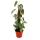 Philodendron brandtianum - feuille dargent - ami des arbres - pot de 17cm sur bâton de mousse