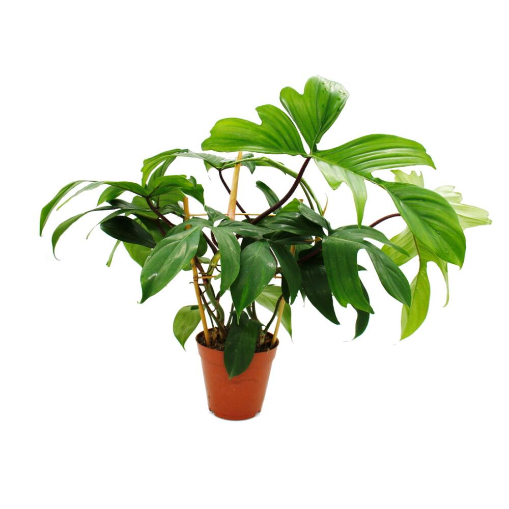 Philodendron Florida Beauty Green - tree friend - 15cm pot on trellis