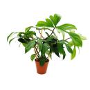 Philodendron Florida Beauty Green - Tree Friend - 15cm...