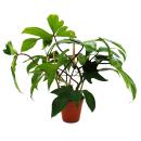 Philodendron Florida Beauty Green - Tree Friend - 15cm...