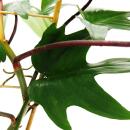 Philodendron Florida Beauty Green - Baumfreund - 15cm Topf am Spalier