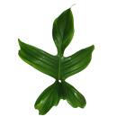 Philodendron Florida Beauty Green - Tree Friend - pot 15cm sur treillis