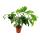 Philodendron Florida Beauty Green - Tree Friend - 15cm pot on trellis