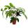 Philodendron Florida Beauty Green - Baumfreund - 15cm Topf am Spalier