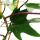 Philodendron Florida Beauty Green - Baumfreund - 15cm Topf am Spalier