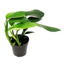 Philodendron "Dragon Tail" - Rhaphidophora decursiva - dragon tail tree friend - 12cm pot