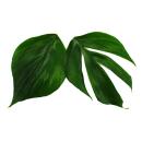 Philodendron "Dragon Tail" - Rhaphidophora decursiva - dragon tail tree friend - 12cm pot