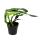 Philodendron "Dragon Tail" - Rhaphidophora decursiva - dragon tail tree friend - 12cm pot