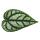 Rankender Pfeffer - Piper sylvaticum - Kletterpflanze - 12cm Topf