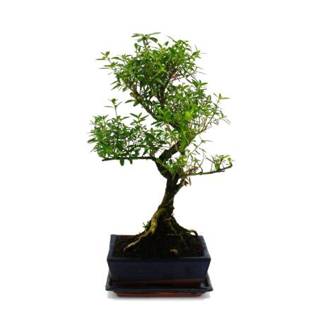 Bonsai - Serissa - June snow - tree of 1000 stars - approx. 6 years