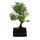 Bonsai - Serissa - June snow - arbre de 1000 étoiles - environ 6 ans