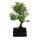 Bonsai - Serissa - June snow - tree of 1000 stars - approx. 6 years