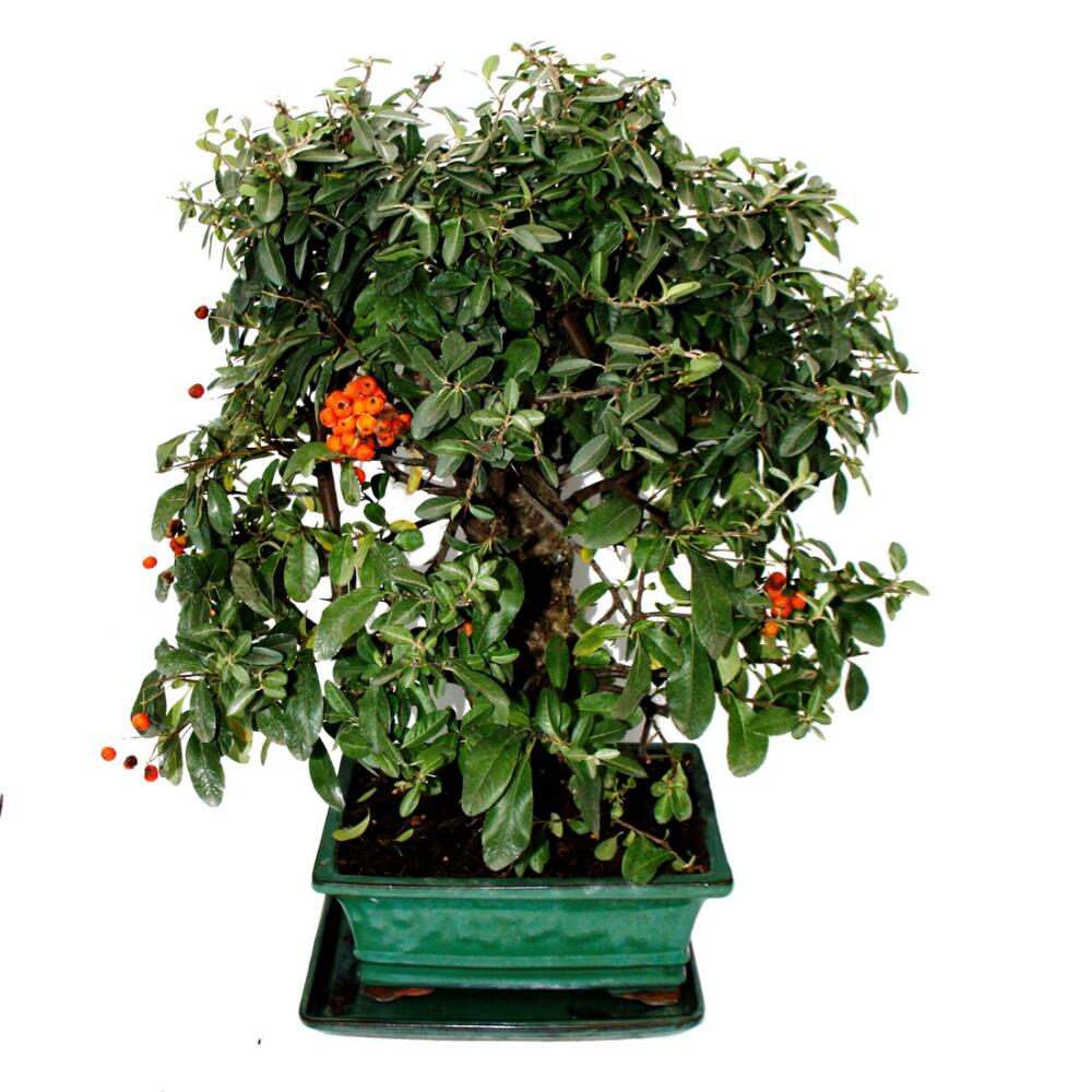 bonsai einsteiger set Complete Mini Bonsai Starter Kit