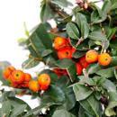 Outdoor bonsai - solitaire - Pyracantha coccinea -...