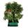 Outdoor bonsai - solitaire - Pyracantha coccinea - Firethorn - approx. 17 years - incl. coaster