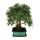 Outdoor bonsai - solitaire - Pyracantha coccinea - Firethorn - approx. 17 years - incl. coaster