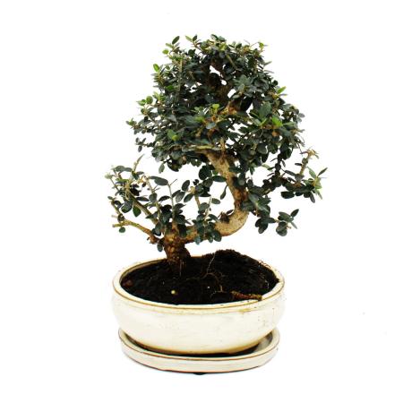 Bonsai - Olivenbaum - Olive - Olea europaea sylvestris - ca. 25-30cm hoch