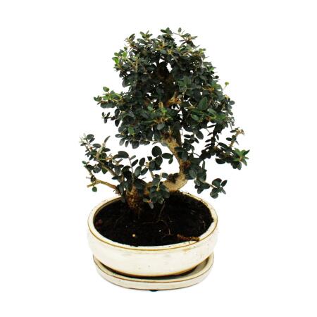 Bonsai - Olivenbaum - Olive - Olea europaea sylvestris - ca. 25-30cm