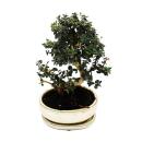 Bonsai - Olivenbaum - Olive - Olea europaea sylvestris -...