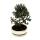 Bonsai - Olivenbaum - Olive - Olea europaea sylvestris - ca. 25-30cm hoch