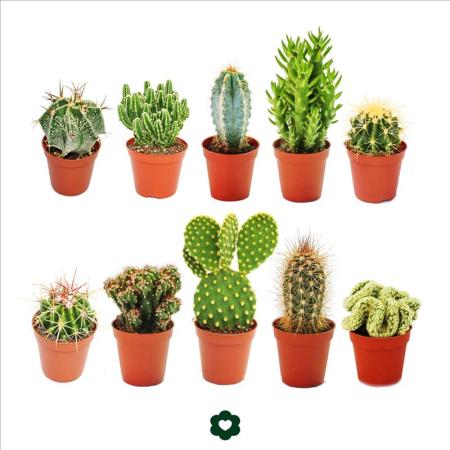 Set of 10 different cactus 5,5cm pot - approx. 8-15cm