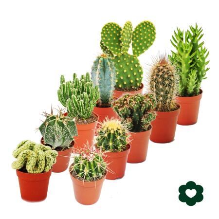 set of 10 different cactus 5 5cm pot approx 8 15cm