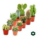 Set of 10 different cactus 5,5cm pot - approx. 8-15cm