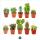 Set of 10 different cactus 5,5cm pot - approx. 8-15cm